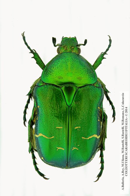 Cetonia aurata pisana